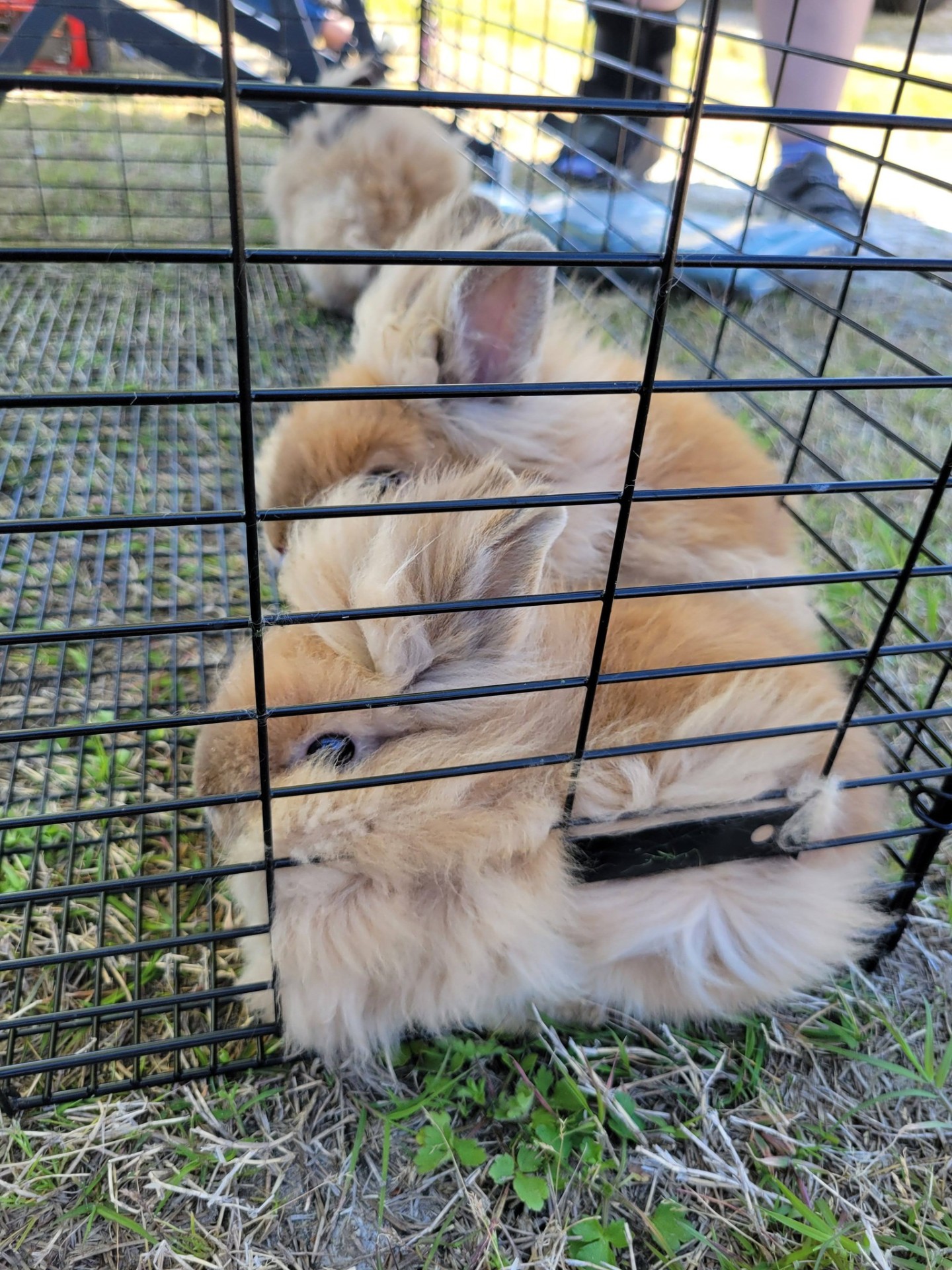 Fluffy lionhead bunnies cuddled together in their pen