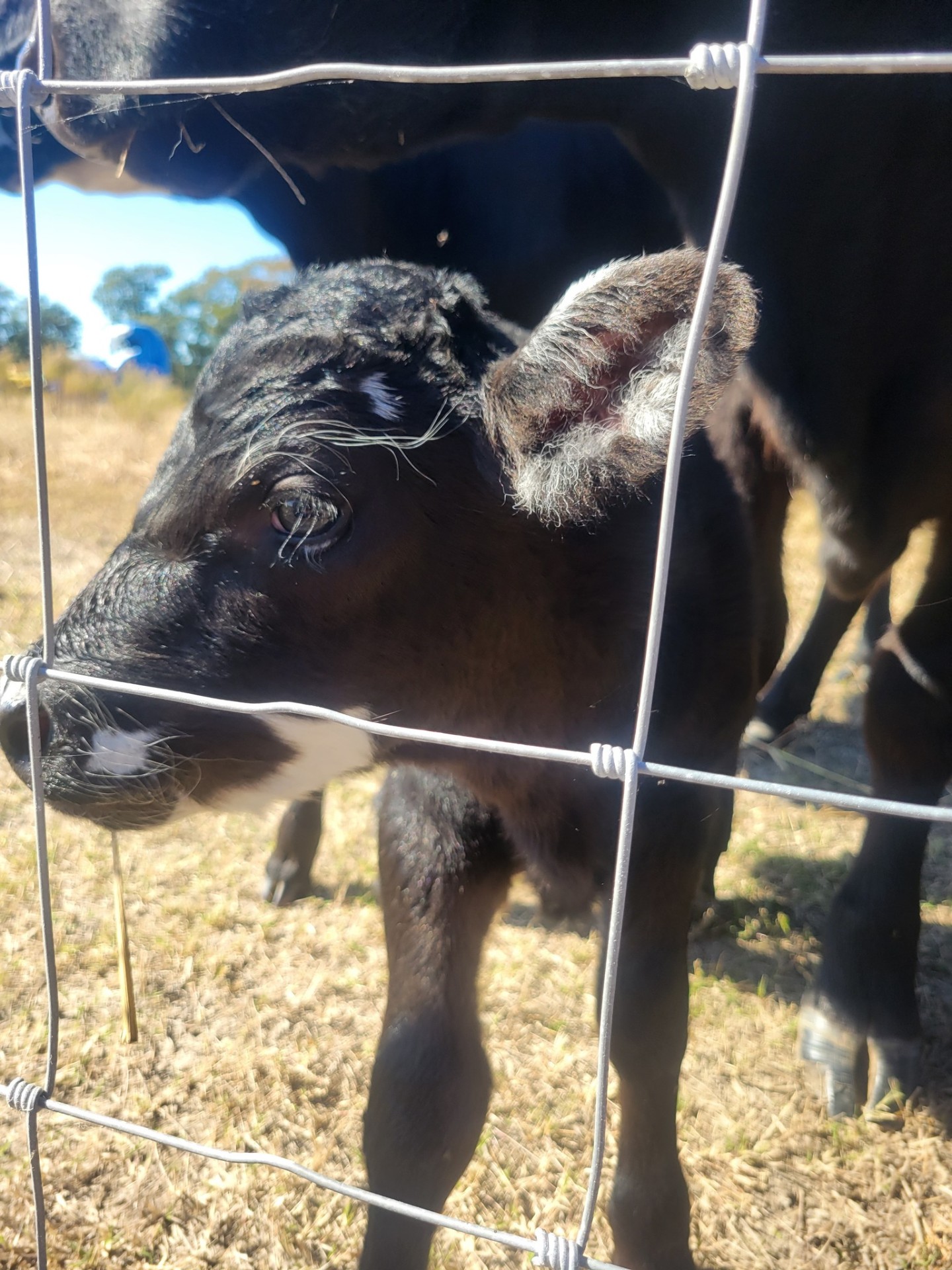 Curious black calf poking its nose through the pasture fence