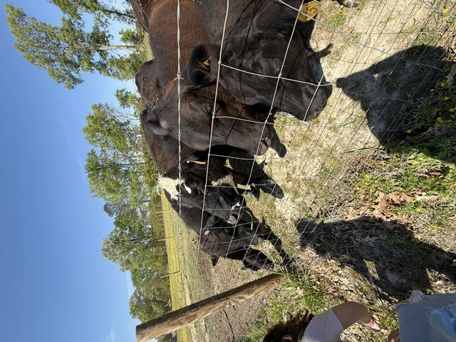 Herd of cattle gathering at the fence to say hello