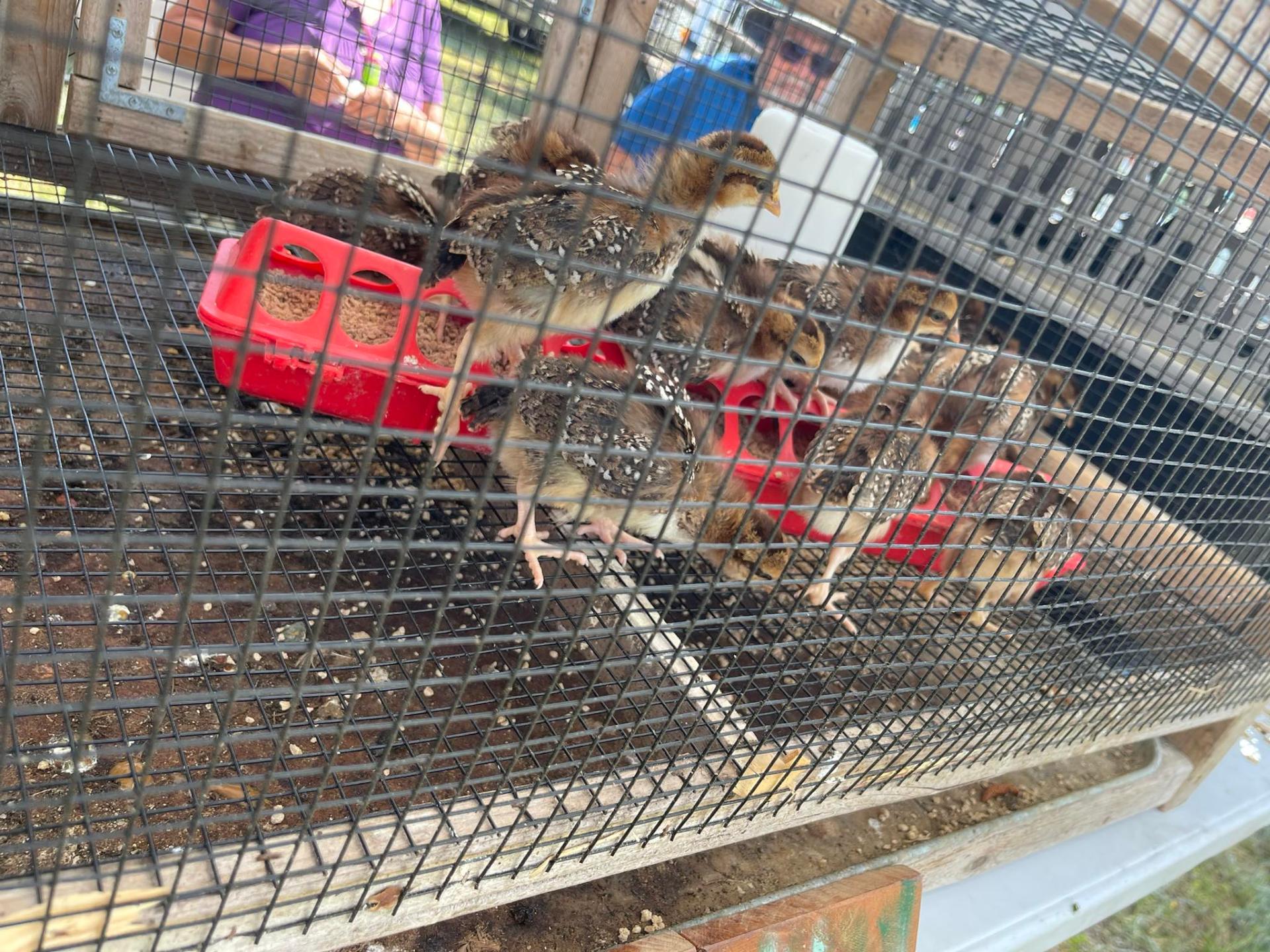 Baby chicks gathered around the feeder at the farm