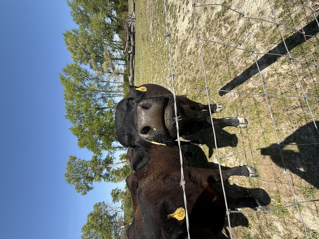 Close-up of a black cow's nose poking through the fence wire