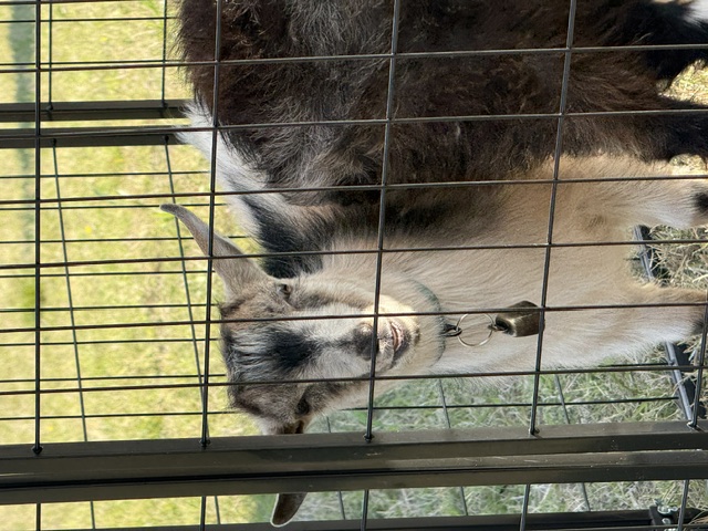 A friendly pygmy goat smiling at the camera