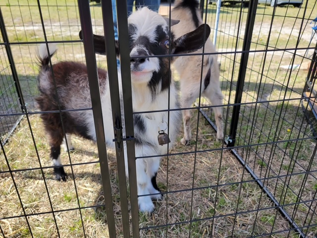 Two pygmy goats with bells peeking through their pen at Chubby's