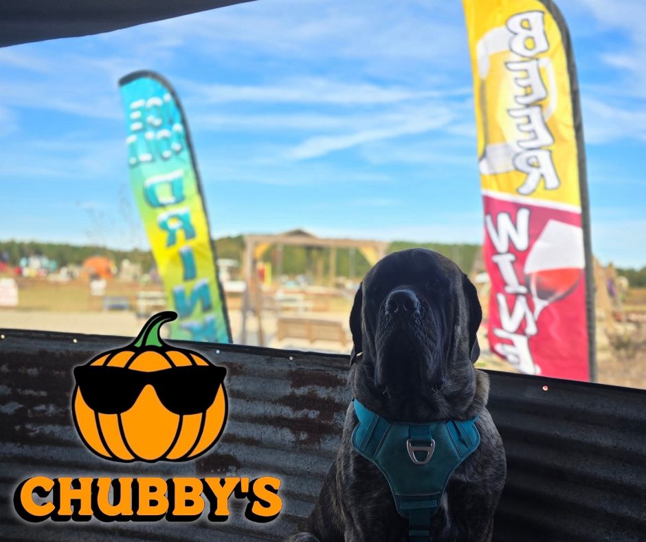 The Chubby's farm mastiff in a turquoise harness keeping watch over the field
